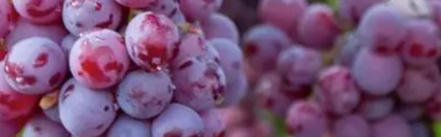 葡萄新鲜上市，精深加工“串”起甜蜜产业