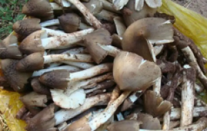 云南成功试种鸡枞菌，后续产后加工需要注意哪些问题？