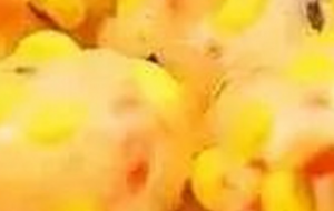 每日一款肉丸制作方法-玉米蔬菜肉丸配方和做法