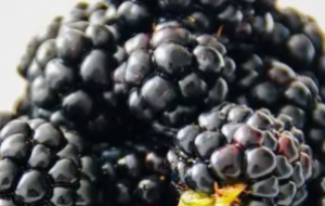 黑莓加工技术提高产值变身“致富果”，黑莓深加工技术推动乡村振兴