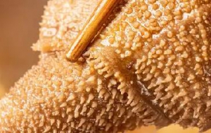 毛肚发制技术让毛肚更美味，如何泡发毛肚