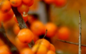 小沙棘也有大产业，精深加工助力农产品增值增收，扩展沙棘产业