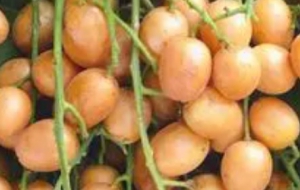 小众黄皮果通过深加工从冷门到热门 依靠技术手段成为市场新宠