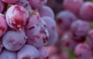 葡萄新鲜上市，精深加工“串”起甜蜜产业
