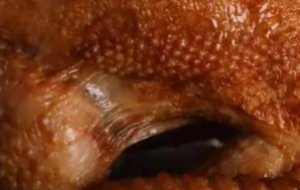 符离集烧鸡配方工艺分享