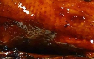 清香嫩卤鸭特色鸭肉制品的加工工艺技术