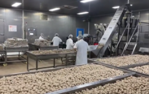 如何选择日产 1 吨的肉丸设备？选型必知的攻略与技巧