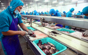 水产深加工做鱼丸都需要哪些机器？全套自动鱼丸加工设备介绍