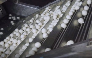 鲢鱼加工鱼丸鱼丸生产流程