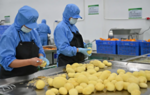 农副产品深加工：农业发展的强大助力之全自动净菜加工生产线